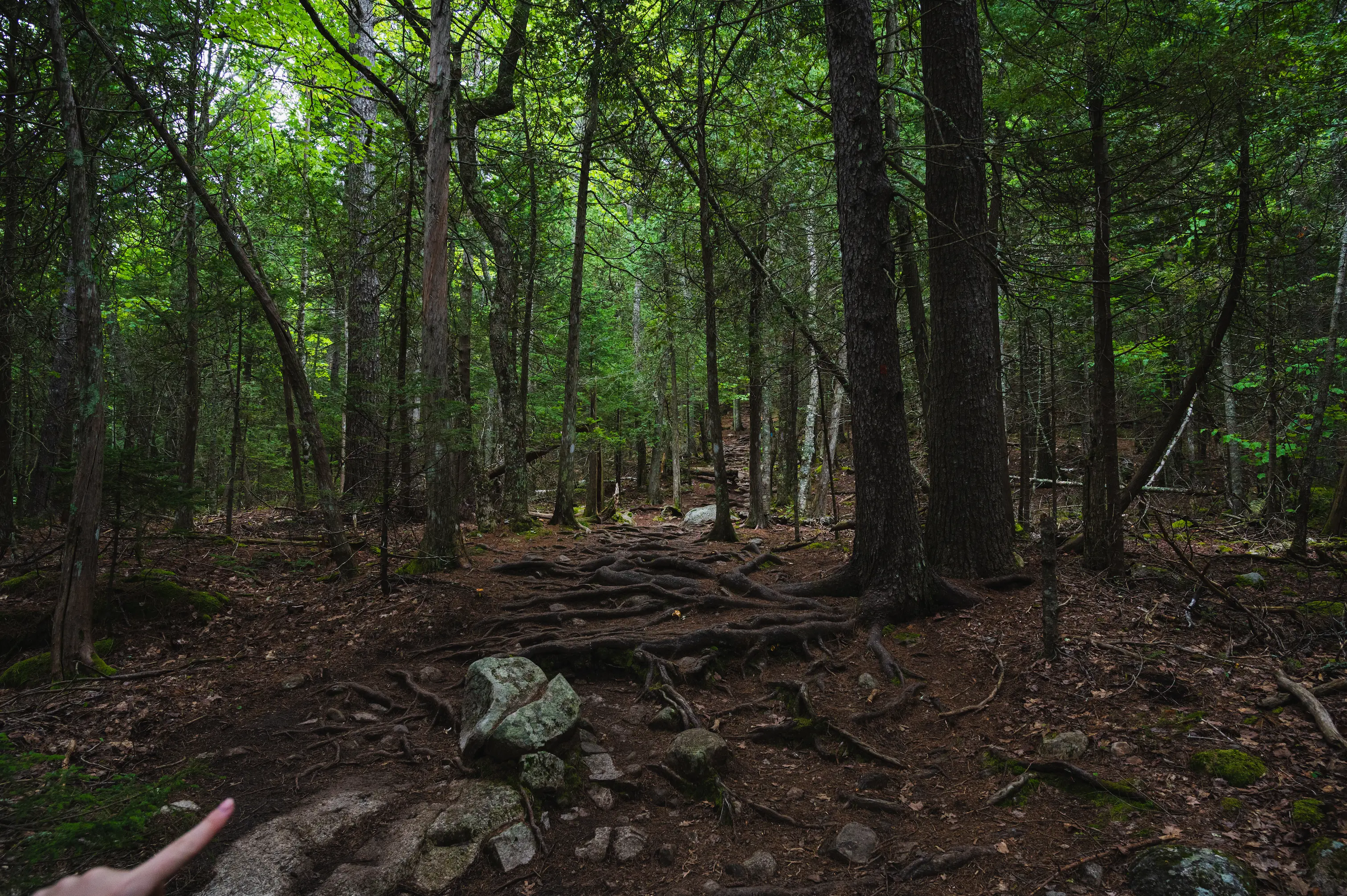 a forest trail leading deep into Acadia National Park